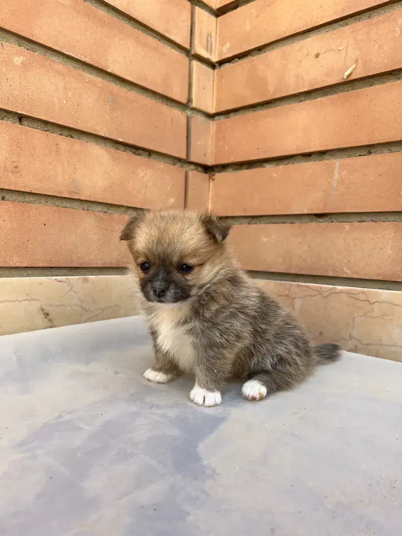 پامر عروسکی ماده نهایت وزن ۲ کیلو|سگ|اصفهان, سپاهانشهر|دیوار