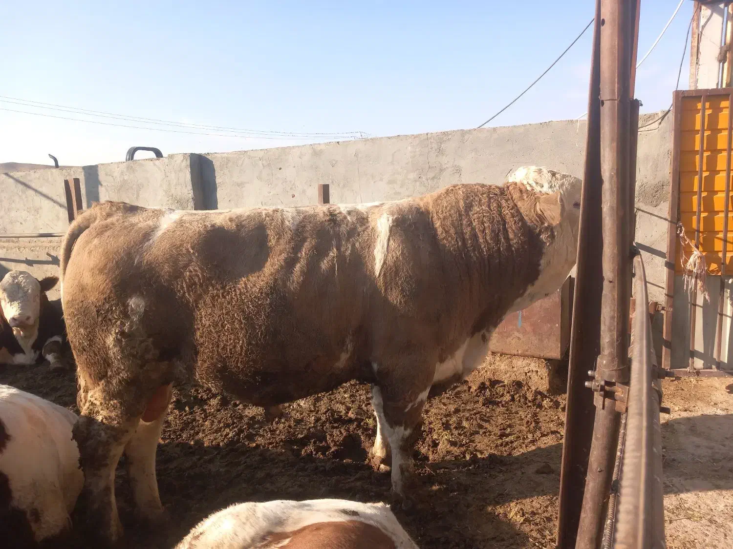 فروش گاو سیمنتال|حیوانات مزرعه|هشترود, |دیوار