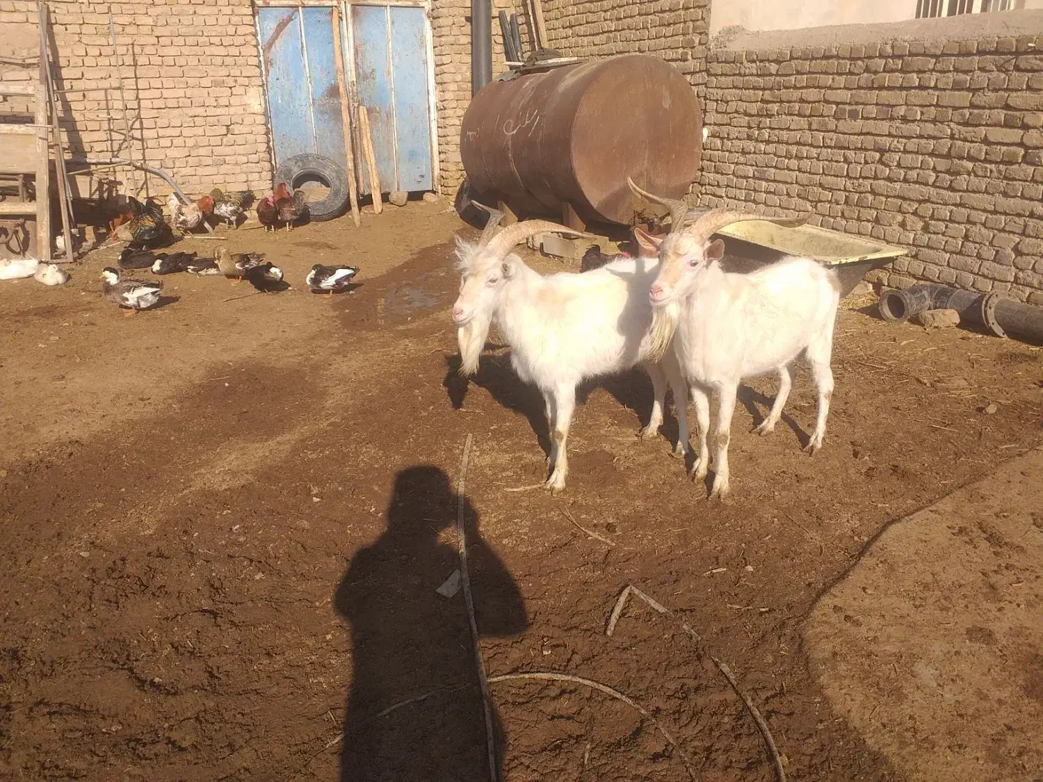 بز ،بزغاله نر سانن  برای نسل کشی|حیوانات مزرعه|رامند, |دیوار