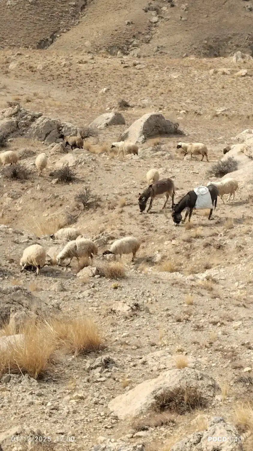 الاغ‌بفروش‌می‌رسد|حیوانات مزرعه|چالدران, |دیوار