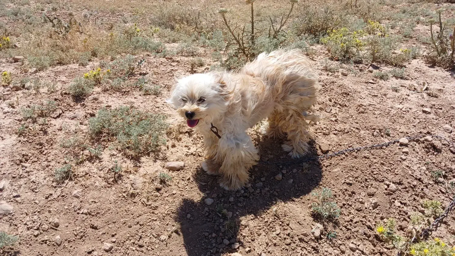 سگ پاکوتاه|سگ|زنجان, |دیوار