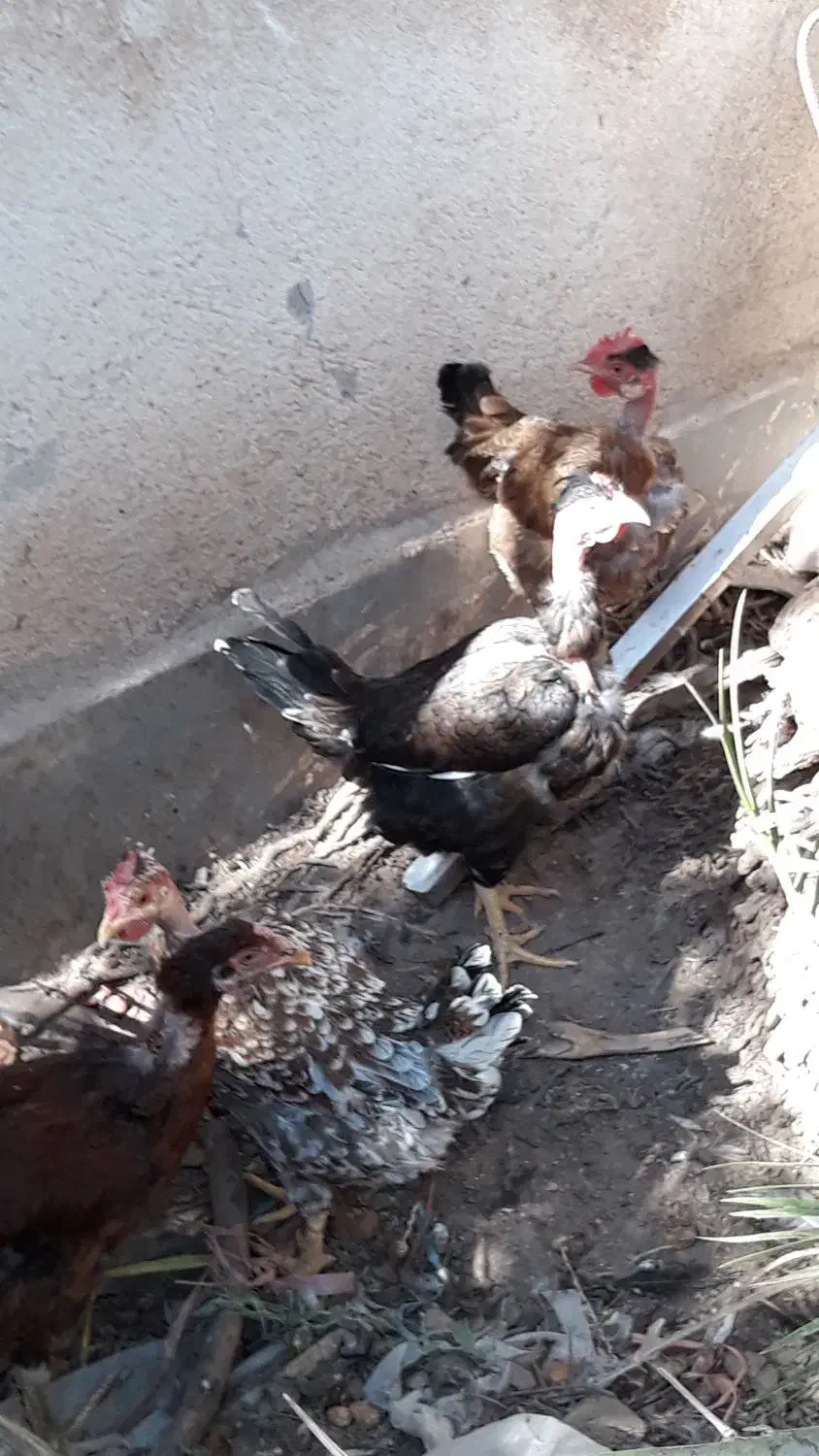 مرغ گردن لخت تخم گذار|حیوانات مزرعه|اهواز, شریعتی جنوبی|دیوار