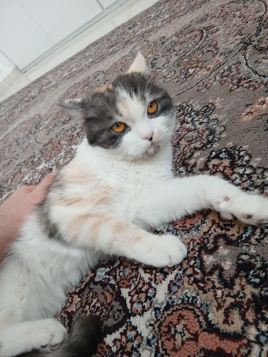 گربه،واگذاری|گربه|کرمانشاه, |دیوار