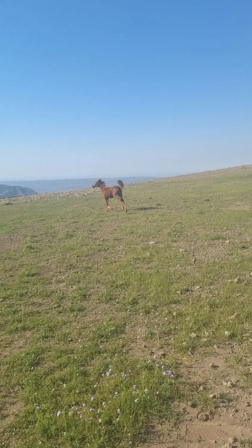 اسب|اسب و تجهیزات اسب‌سواری|کلات (ایلام), |دیوار