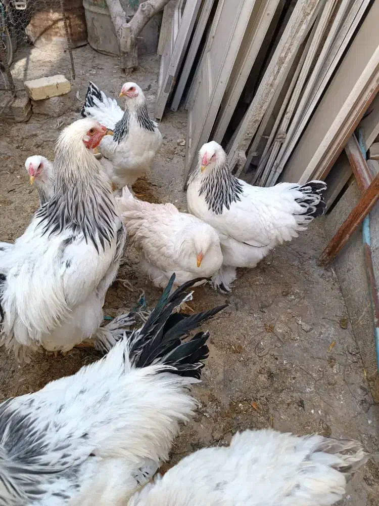 خروس برهما|حیوانات مزرعه|ابریشم, |دیوار