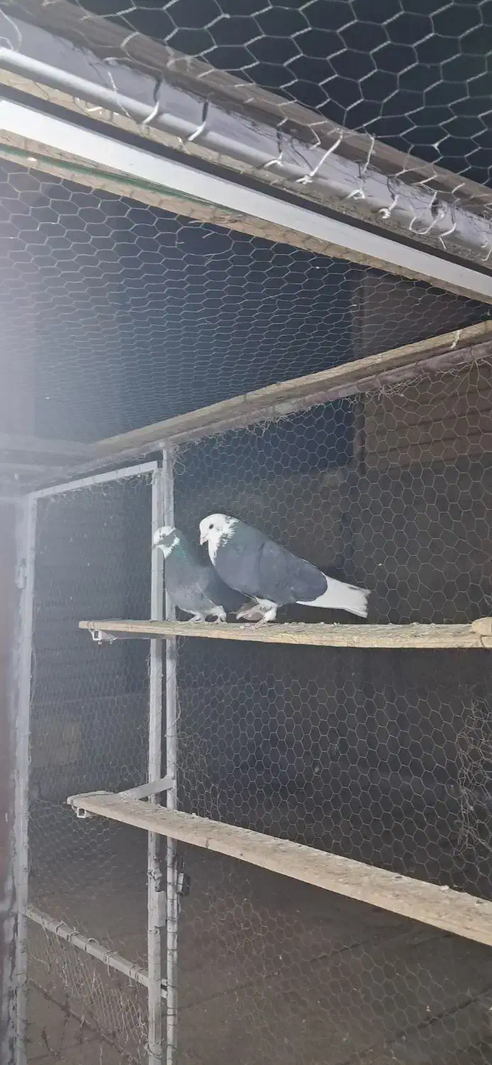 کفتر پرشی|پرنده|ساوه, |دیوار