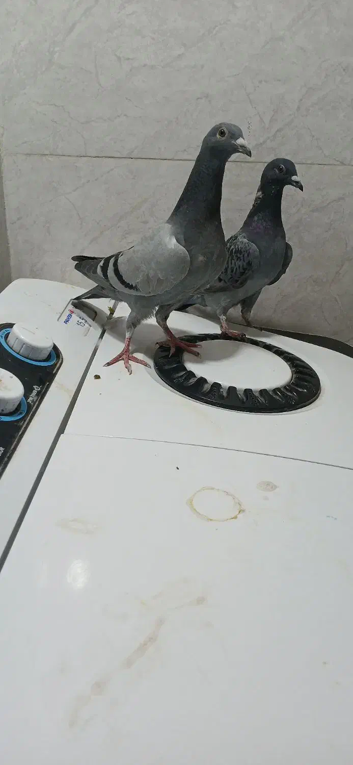 سه جفت پلاکی|پرنده|ایذه, |دیوار