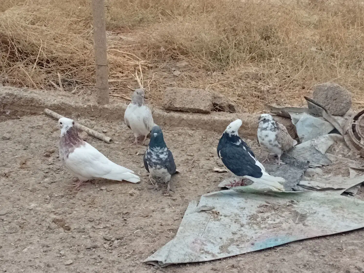 پرنده|پرنده|حلب, |دیوار