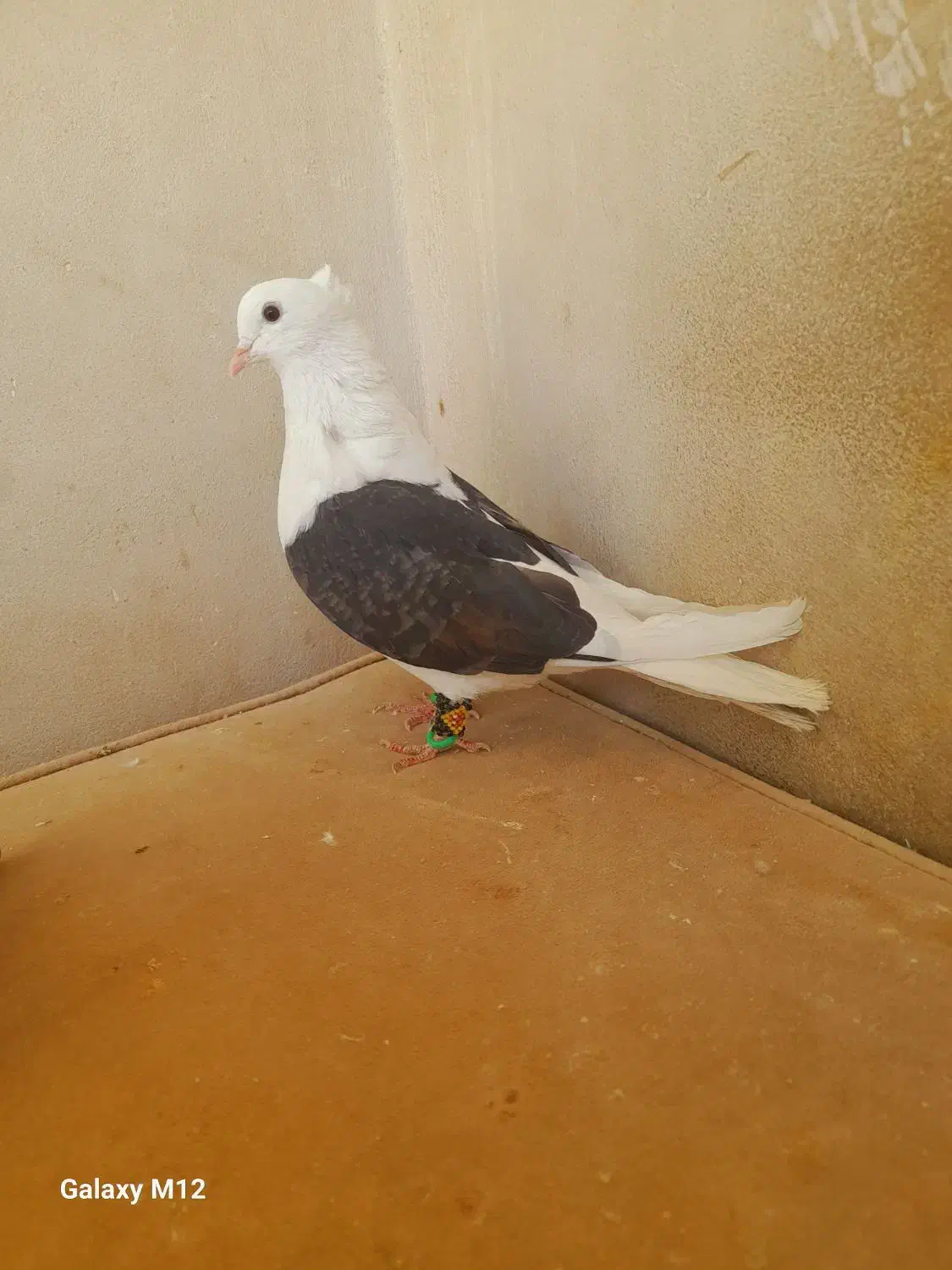 کفتر پشتی ساده کاکلی سار فری سوسکی|پرنده|مشهد, قائم|دیوار