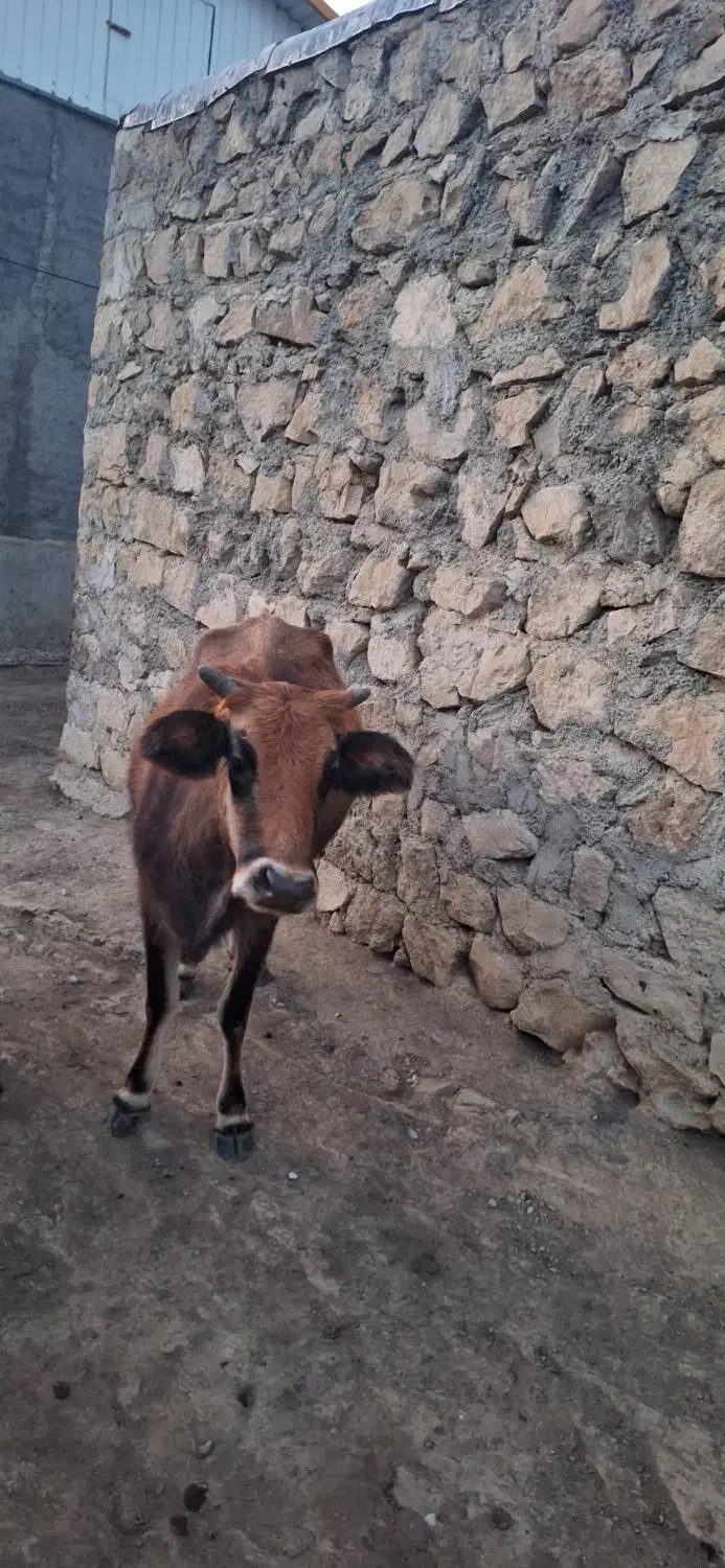 گاو محلی|حیوانات مزرعه|خدا آفرین, |دیوار