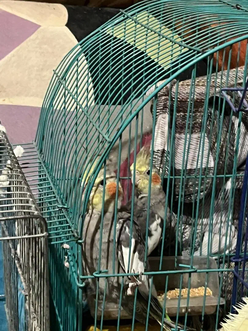 عروس هلندی|پرنده|رشت, لاکان شهر|دیوار