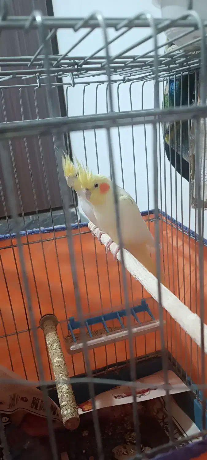 عروس هلندی نر و ماده|پرنده|دره شهر, |دیوار