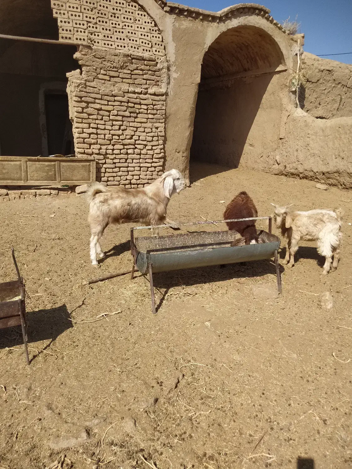 بزغاله نر|حیوانات مزرعه|فردوس (خراسان), |دیوار