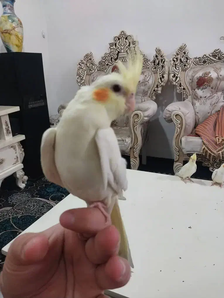 عروس هلندی لوتینو چشم شرابی رام و دستی|پرنده|شهریار, شهرک بهاران (ویره)|دیوار