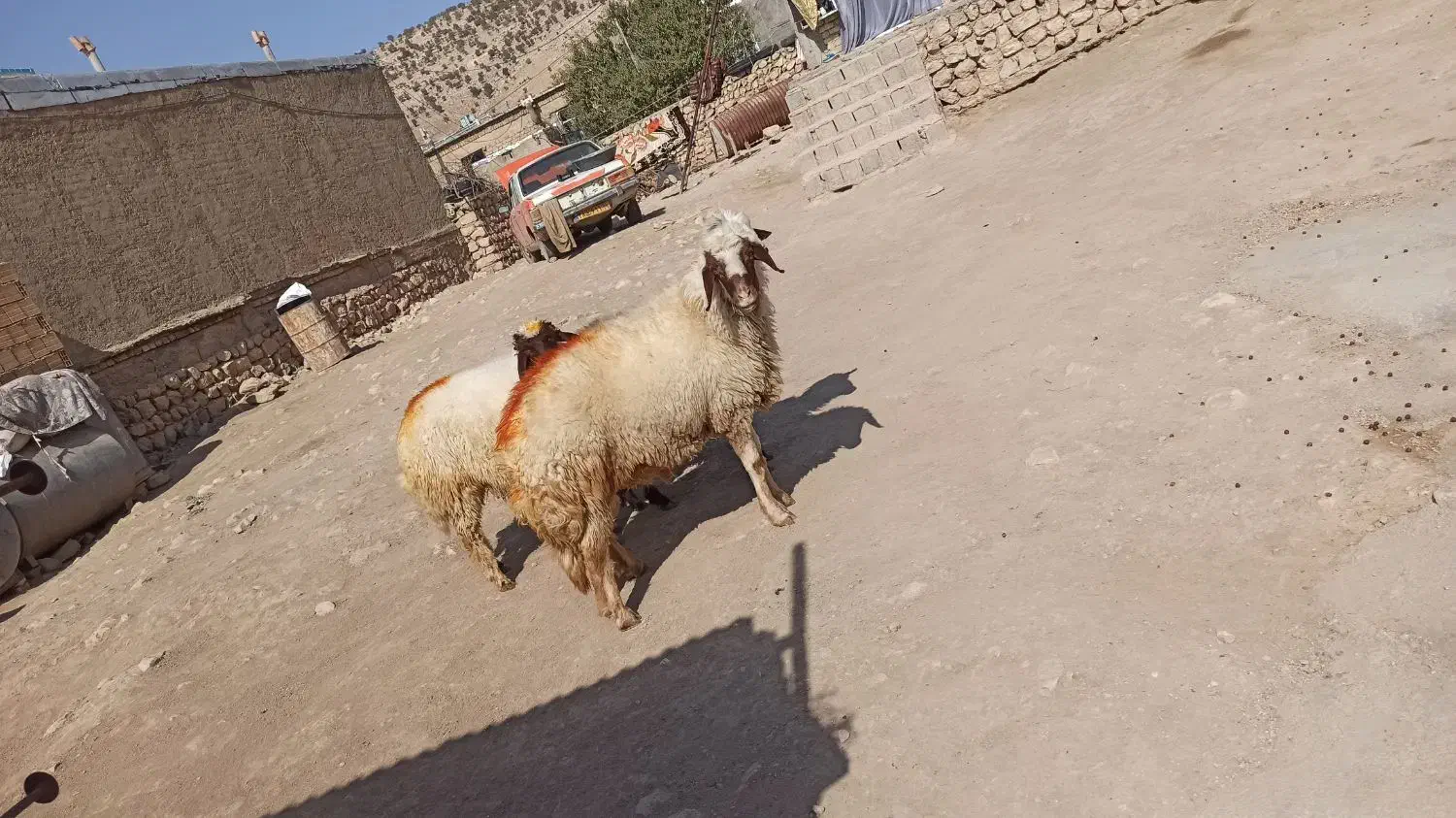 ورن به شرط پرش|حیوانات مزرعه|اسلامآباد غرب, |دیوار