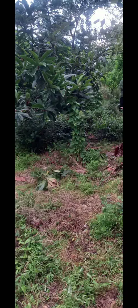 زمین مسکونی در گیلان|فروش زمین و ملک کلنگی|آستانه اشرفیه, |دیوار