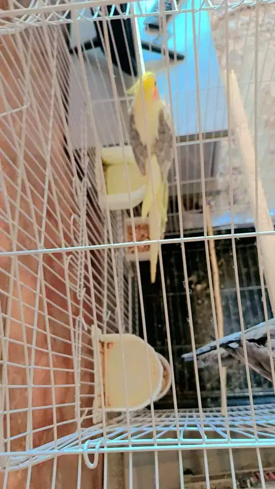 عروس هلندی نرفروشی|پرنده|بردسیر, |دیوار