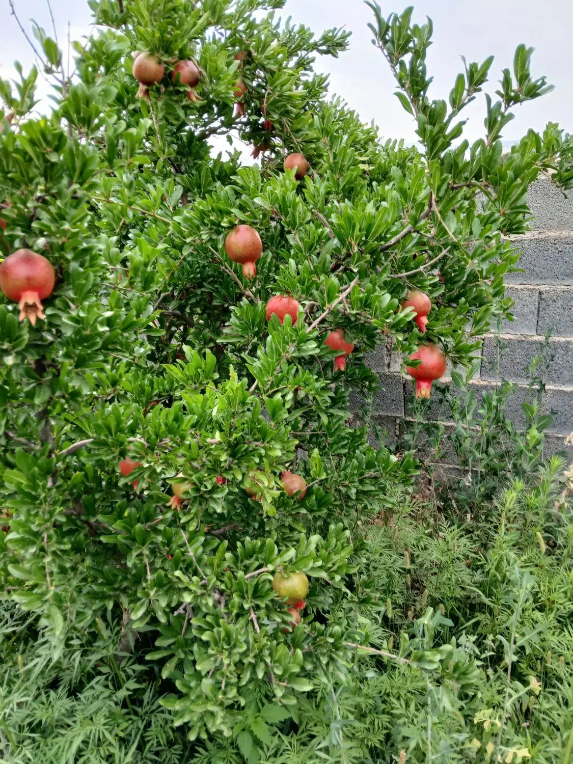 فروش باغ اناری کوهمره سرخی|فروش زمین و ملک کلنگی|شیراز, آبیاری|دیوار