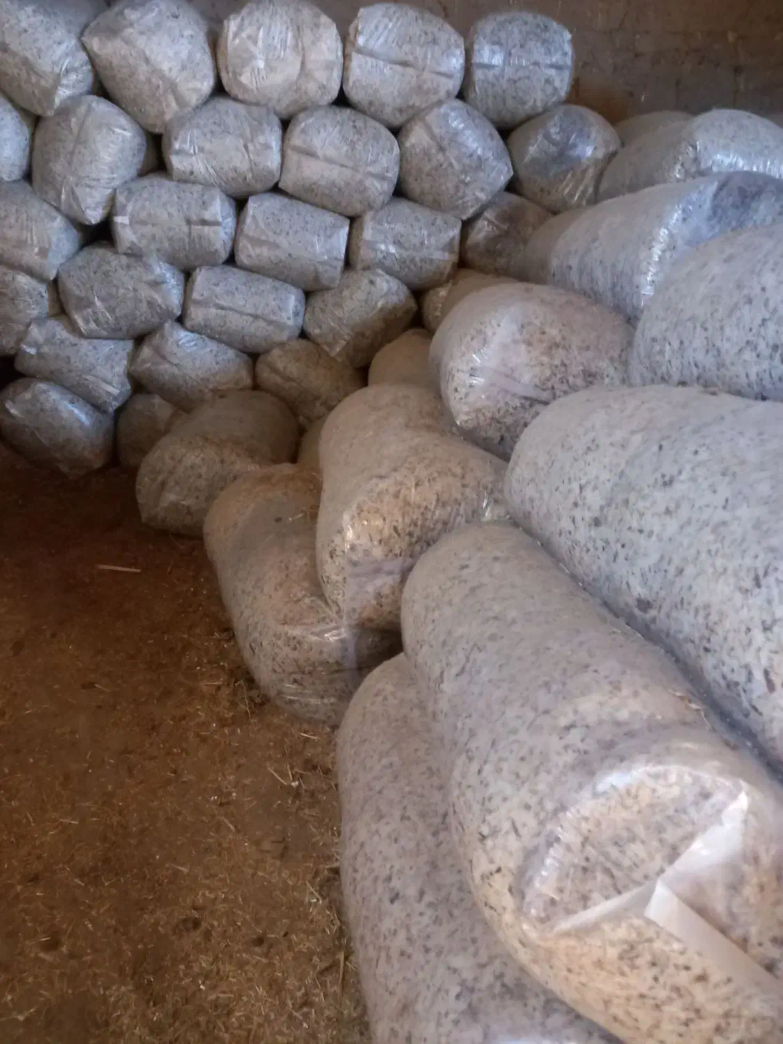 خوراک دام وطیور چغندر و سیب مخصوص گاو و گوسفند|لوازم جانبی حیوانات|رشت, توشیبا|دیوار