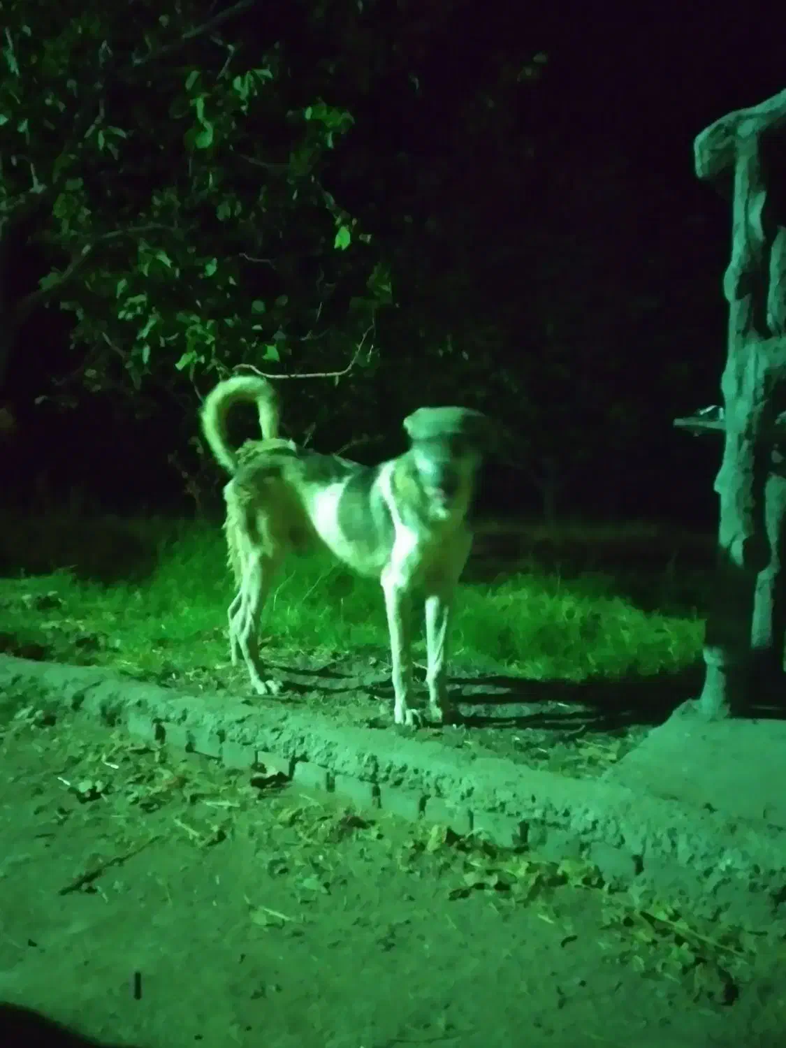 گمشده|حیوانات|شاهین دژ, |دیوار