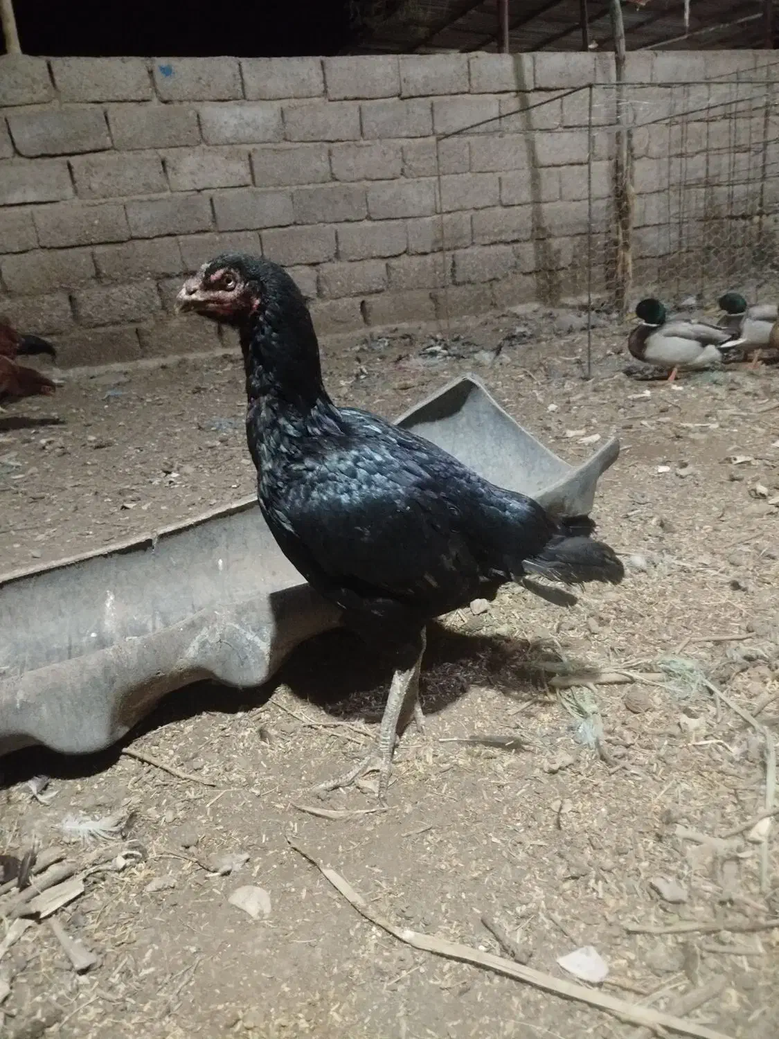 مرغ لاری|حیوانات مزرعه|دهلران, |دیوار