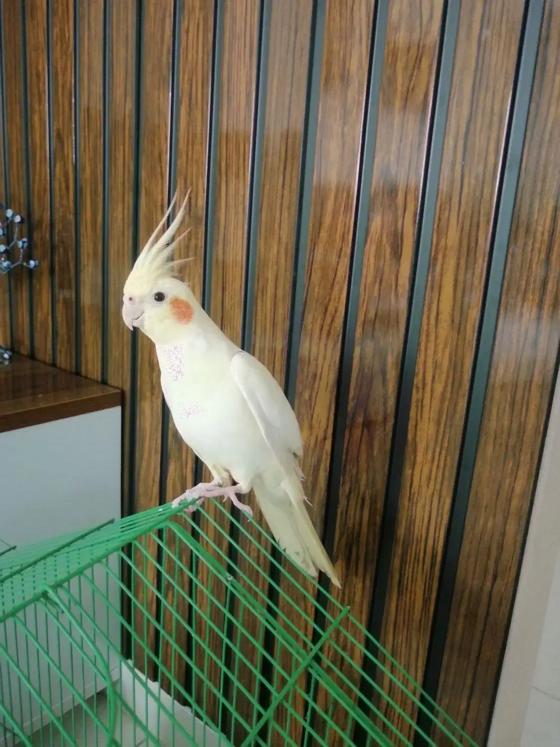 عروس هلندی|پرنده|رشت, باهنر|دیوار