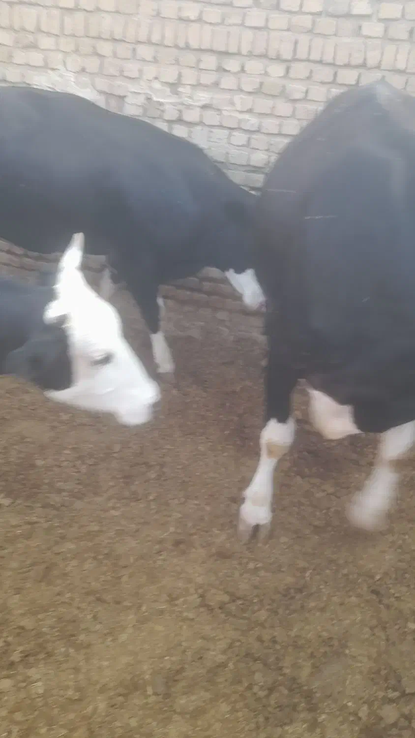 شیر گاو سیمینتال|خوردنی و آشامیدنی|هشتگرد, شهرک کوثر|دیوار