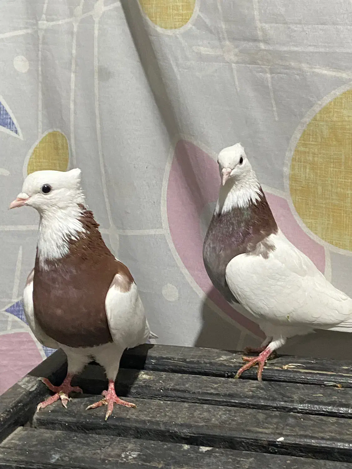 کبوتر طوقی|پرنده|پل سفید, |دیوار