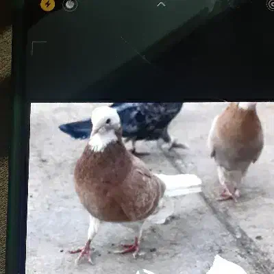 شازده زرد|حیوانات|قم, نیروگاه|دیوار