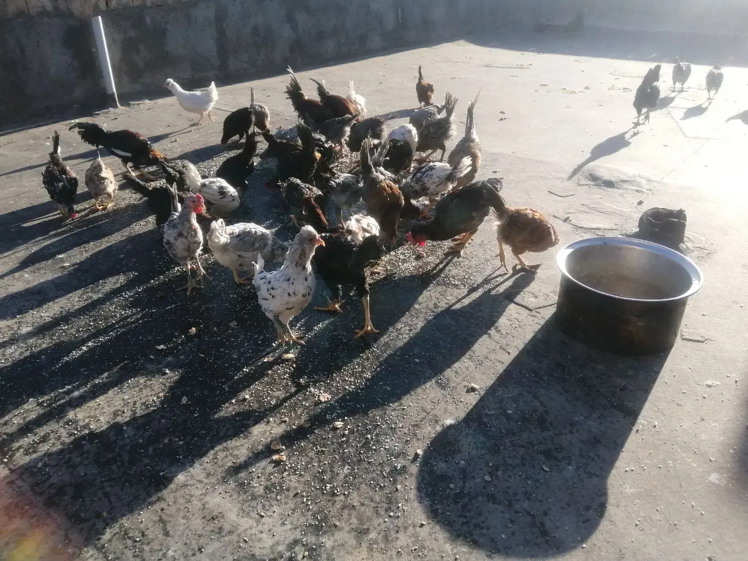 خروس گلین|حیوانات مزرعه|چناران, |دیوار