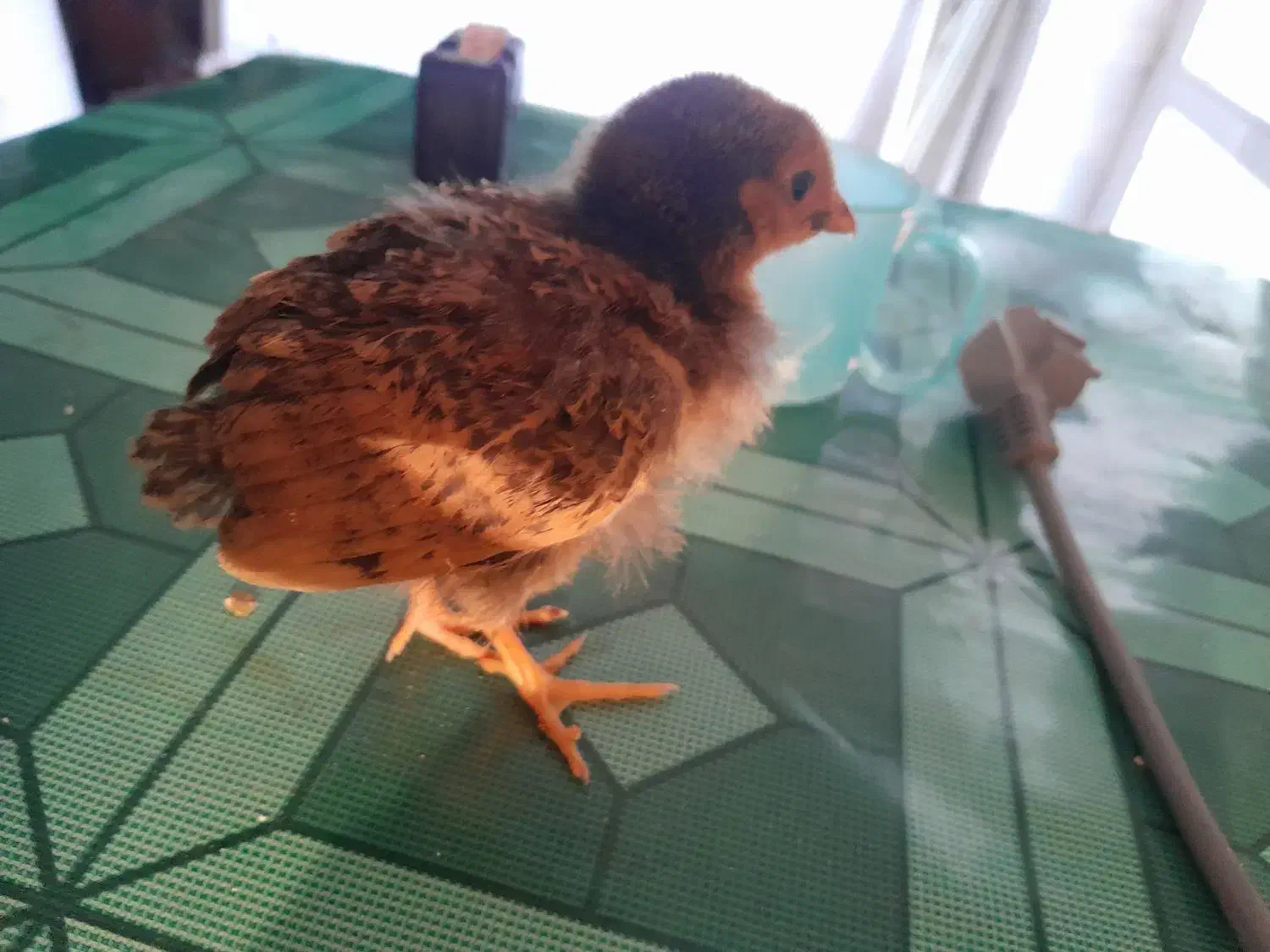 جوجه|حیوانات مزرعه|مرند, |دیوار