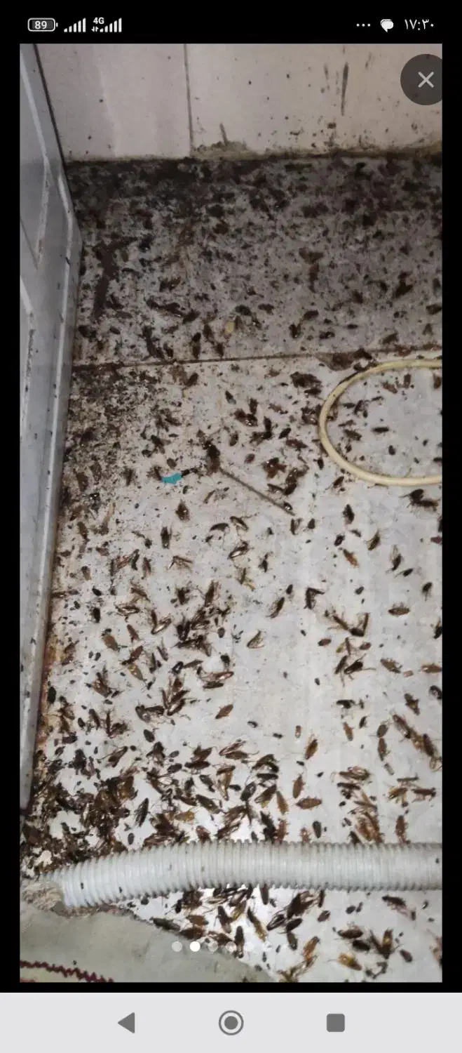 سمپاشی ساس و سوک وسایر جانوران موزی|خدمات نظافت|مشهد, کلاهدوز|دیوار