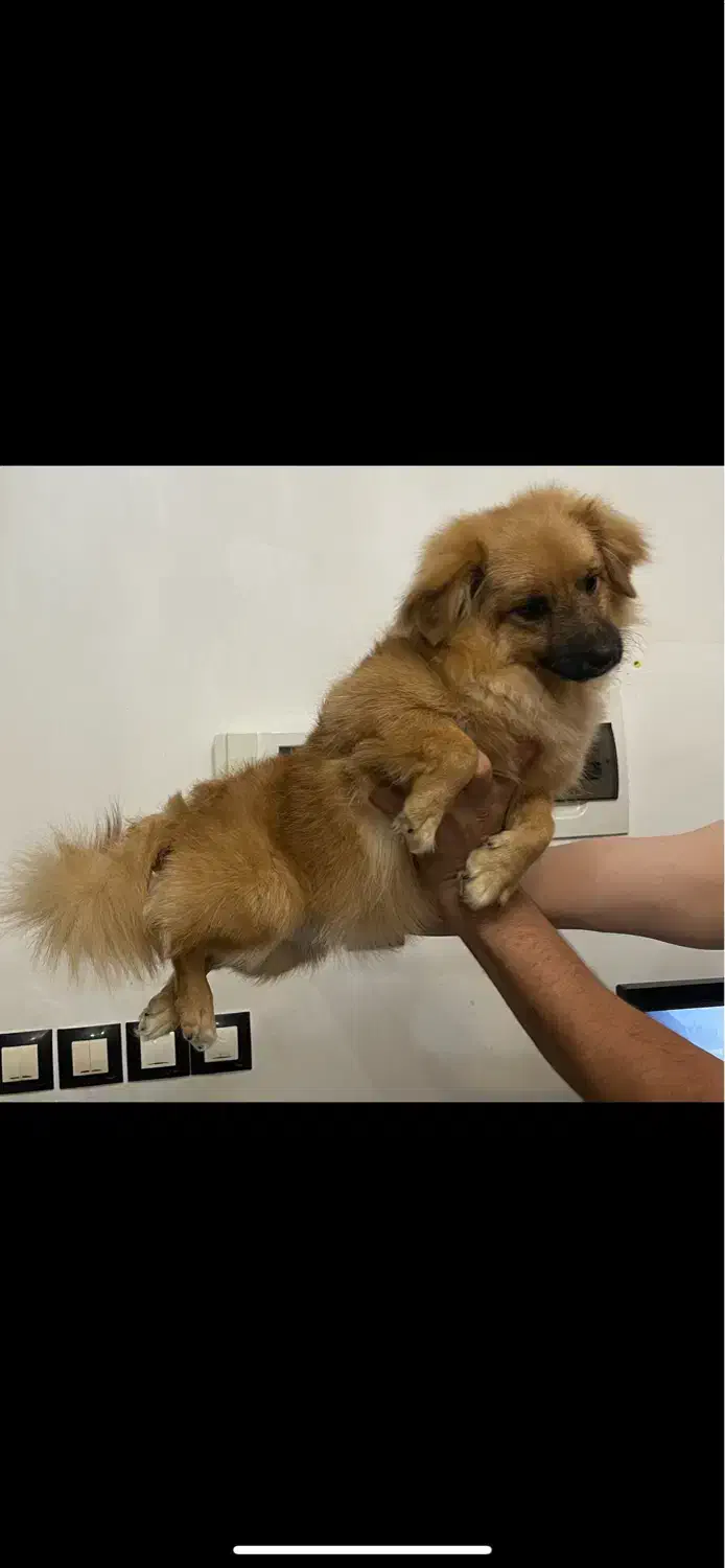 فروش سگ اشپیتز|سگ|تبریز, |دیوار