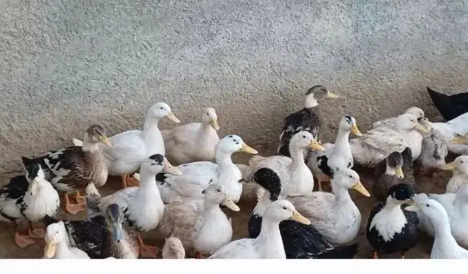 ۲۲۵۰ اردک پکنی|حیوانات مزرعه|امامزاده عبدالله, |دیوار