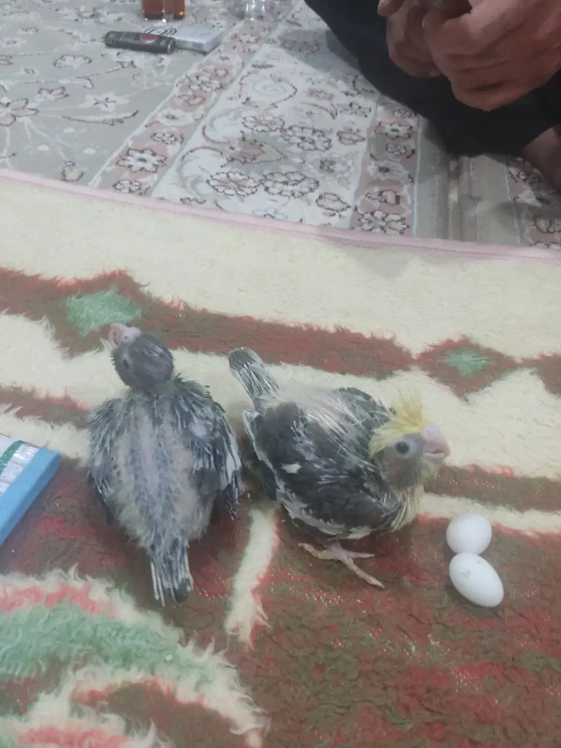 بچه عروس هلندی|پرنده|قروه, |دیوار