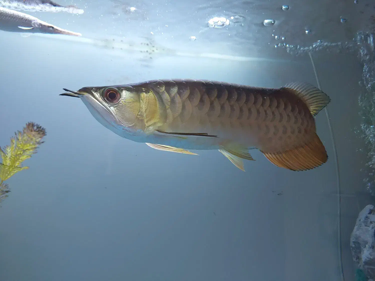 ماهی اکواریوم اروانا گلدن ۲۴k|ماهی|کرمان, |دیوار