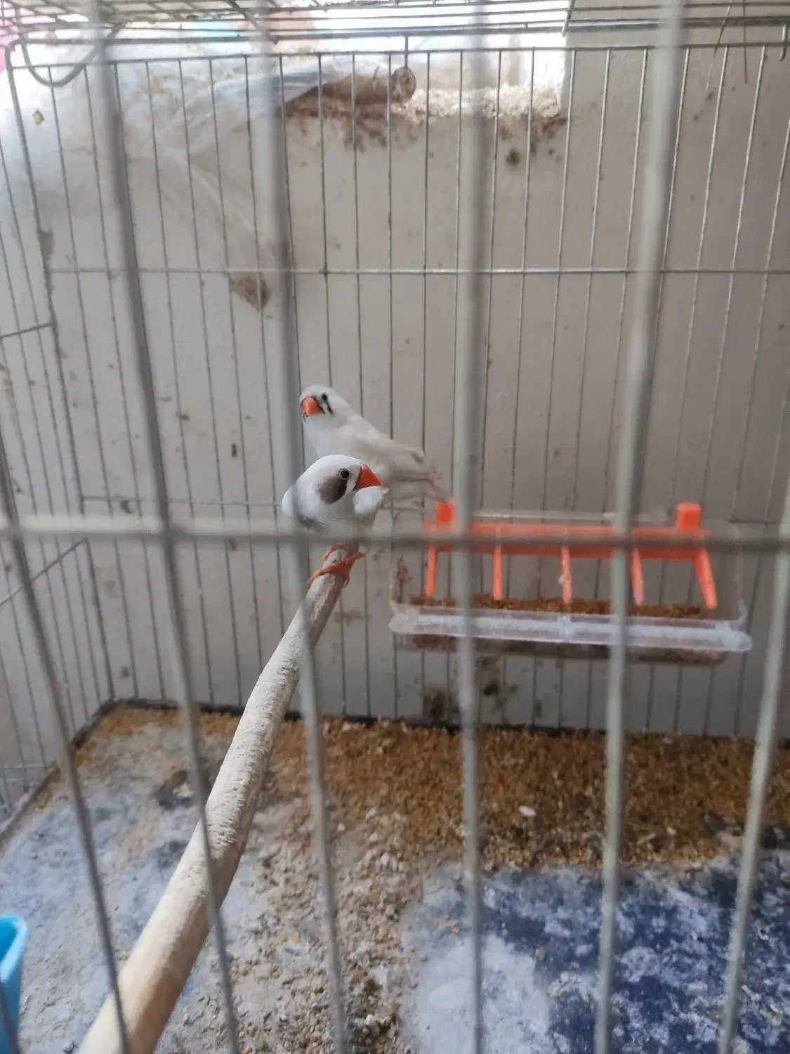 فنچ کلایی|پرنده|کرمان, |دیوار