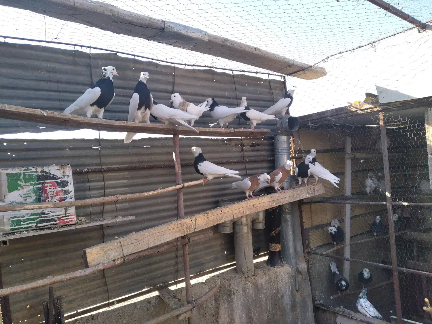 طوقی|پرنده|شاهین‌شهر, امام حسین|دیوار