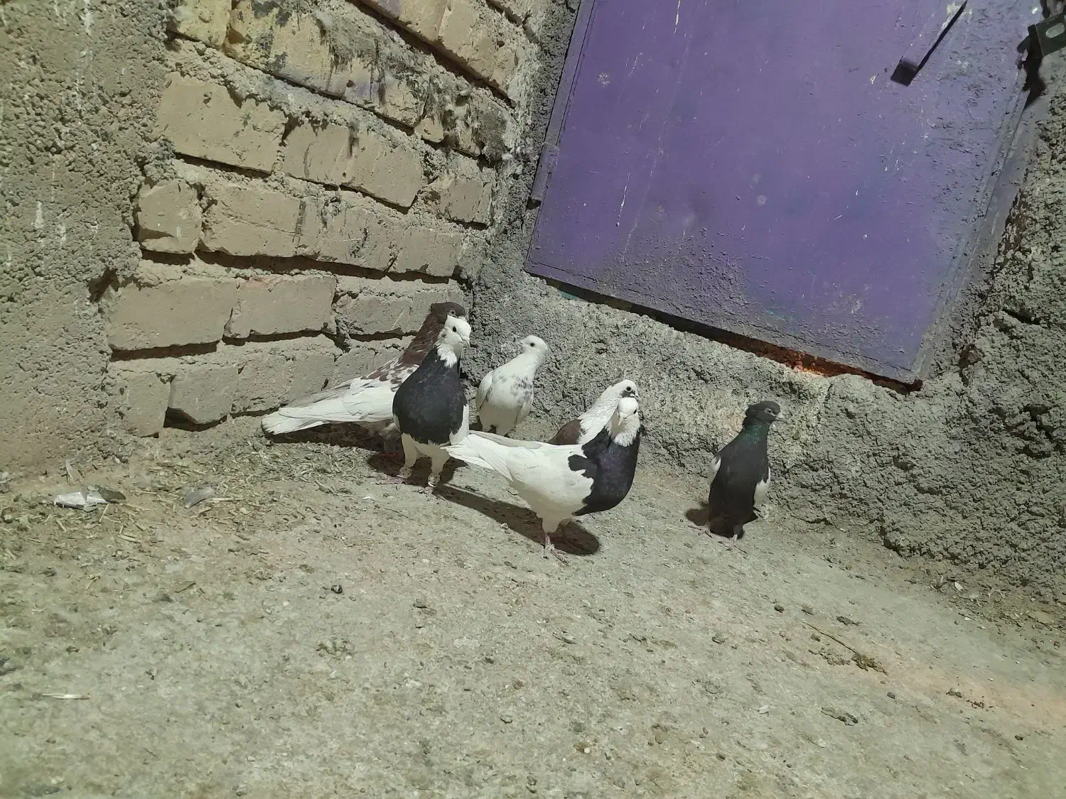 کبوتر بهبهونی نر رنگی|پرنده|شیراز, کاراندیش|دیوار