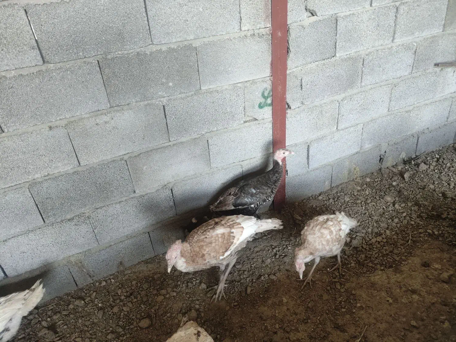 فروش توافقی غوغاز و بوقلمون|حیوانات مزرعه|جعفرآباد, |دیوار