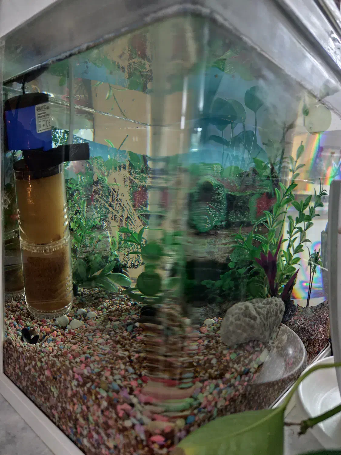 آکواریوم تمیز و نو|ماهی|یزد, |دیوار