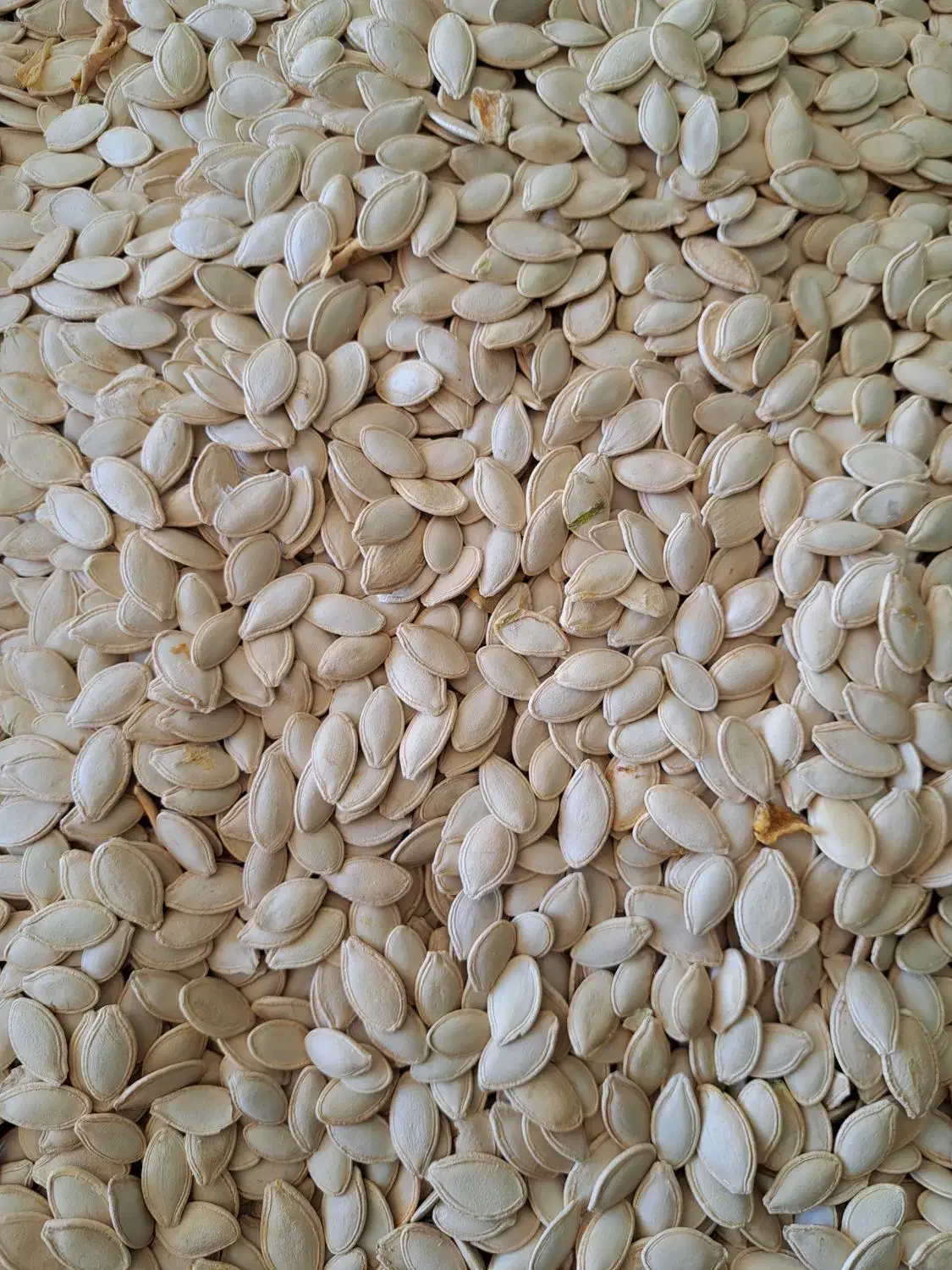 تخمه کدو اعلی درجه یک امسالی|عمدهفروشی|سمیرم, |دیوار