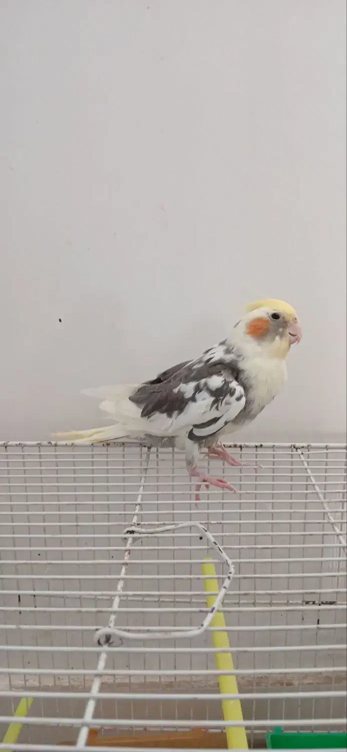 عروس هلندی ابلغ|پرنده|تربت جام, میان جام|دیوار