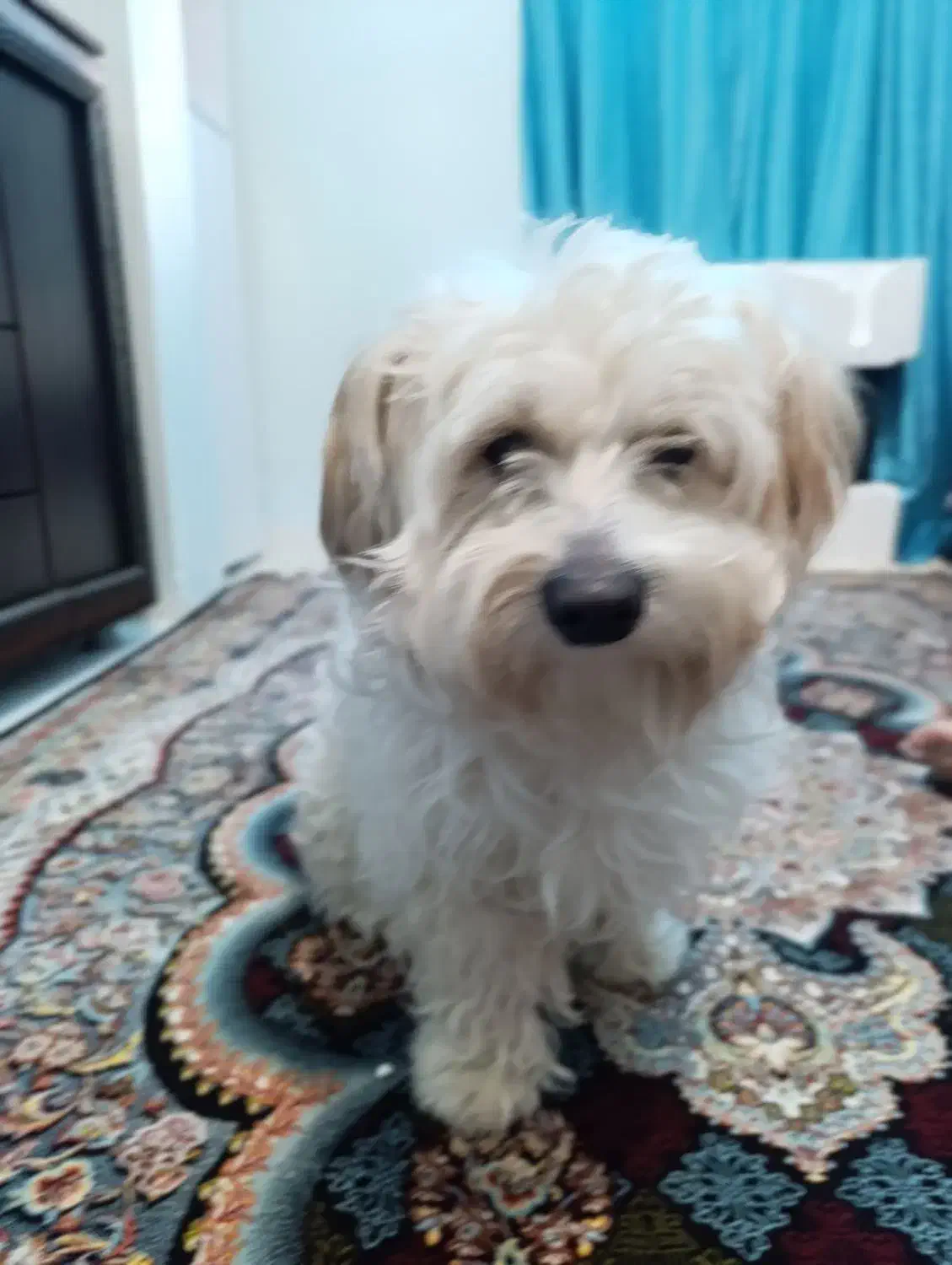 سگ پودل|سگ|سلامی, |دیوار