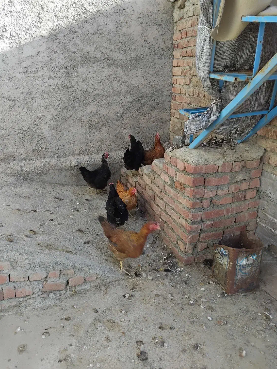 مرغ محلی|حیوانات مزرعه|مریوان, |دیوار