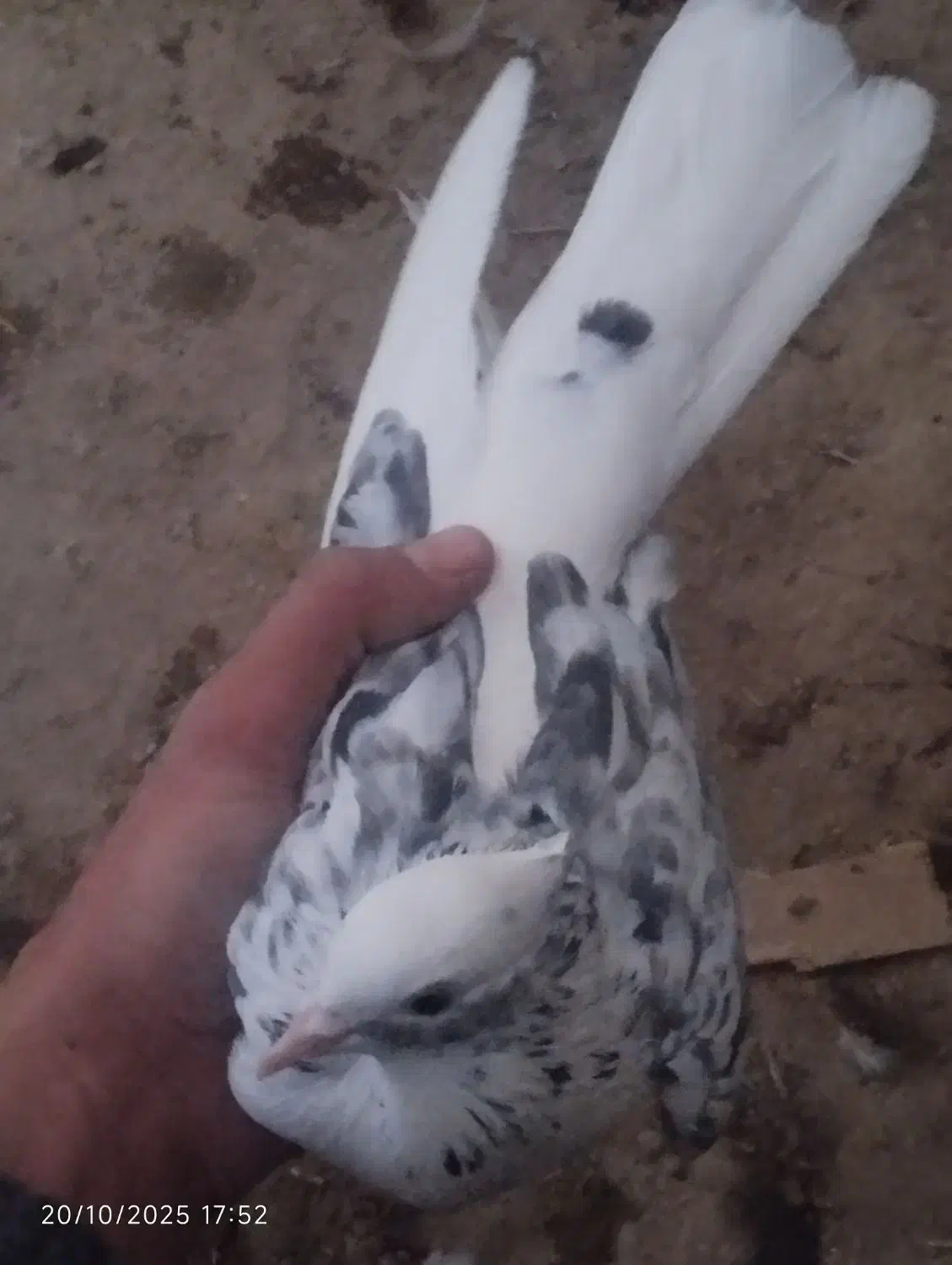 دوتا کبوتر غریب شرطی|پرنده|سقز, |دیوار