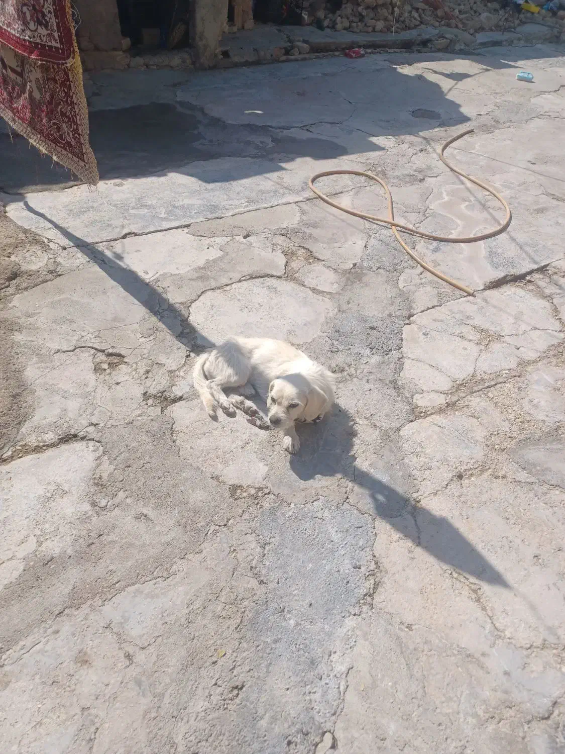 سگ پا کوتاه|سگ|دورود, |دیوار