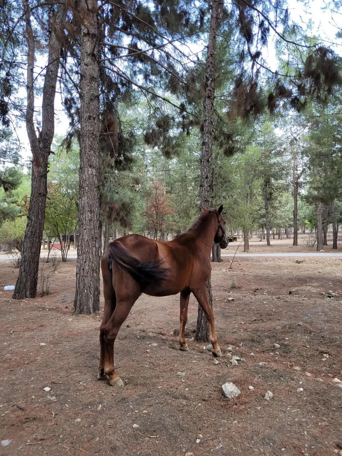 اسب مادیان|اسب و تجهیزات اسب‌سواری|پاسارگاد, |دیوار