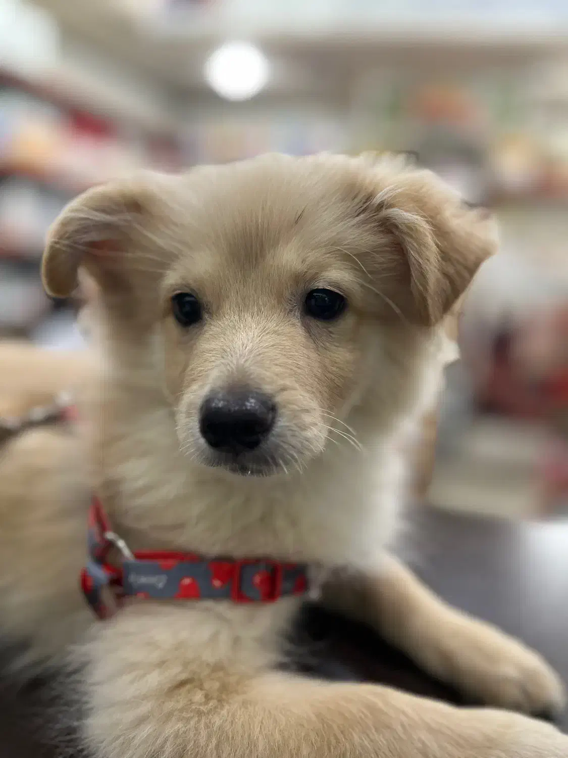 سگ پامر اشپیتز|سگ|اهواز, کوی فرهنگیان ۱|دیوار