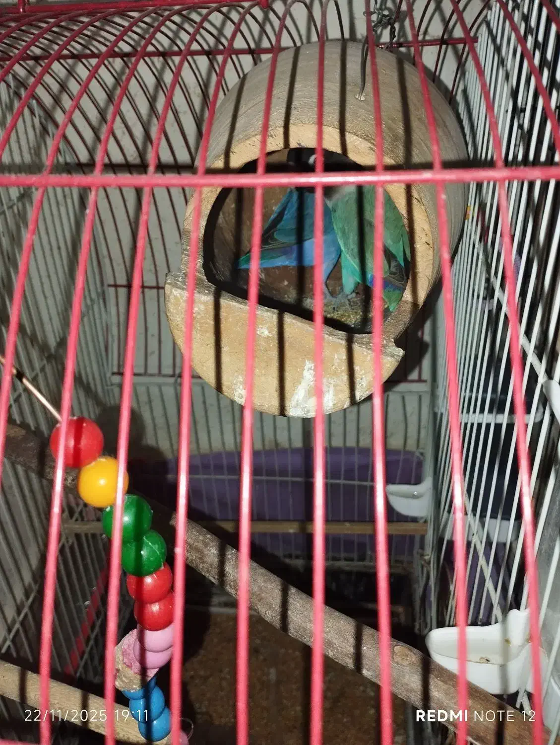 عروس.کوتوله.فنچ|پرنده|شیروان (خراسان), |دیوار